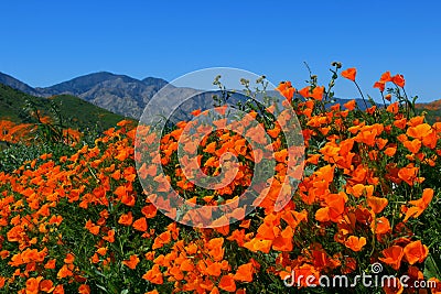 Golden California poppy flower field, Walker Canyon Stock Photo