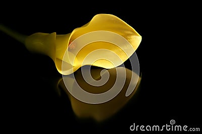 Golden Calla Lily, Reflected Stock Photo