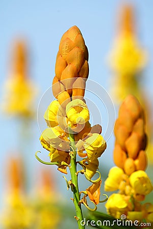 Golden Candlesticks flowers Stock Photo