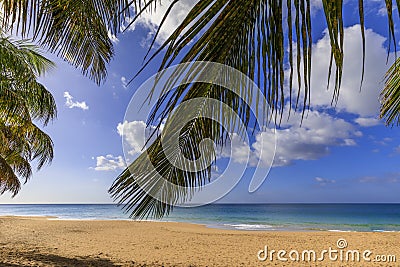 Golden Caribbean beach and turquoise blue sea seen through palm tree fronds Stock Photo