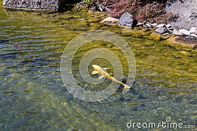 Golden carp koi Stock Photo