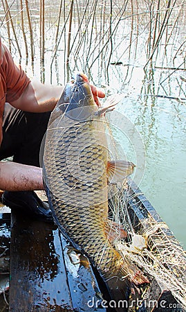 The golden carp of seven kilograms, river networks Stock Photo