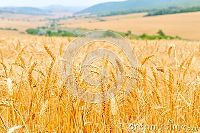 Golden cereal field closeup Stock Photo