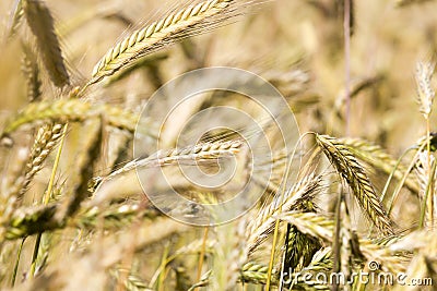 Golden cereals Stock Photo