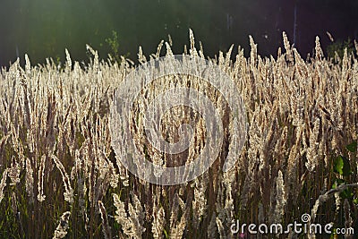 Golden cereals lighted by the sun. Autumn sunny day Stock Photo