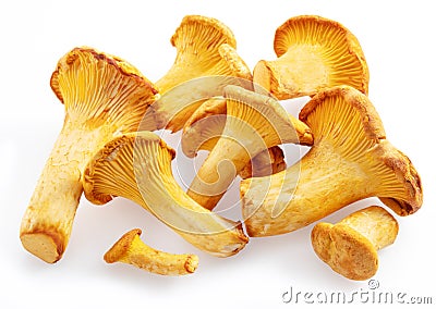 Golden chanterelle mushrooms isolated on white background Stock Photo