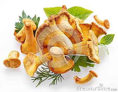 Golden chanterelle mushrooms isolated on white background Stock Photo