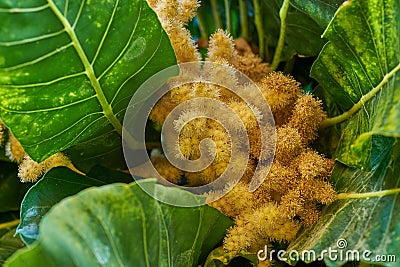 Golden chestnut tree with spiny fruit, Chinquapin plant. Vibrant leaves and palm fruit growing in a remote location in Stock Photo
