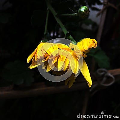 Golden chrysanthemums blooming in the garden Stock Photo