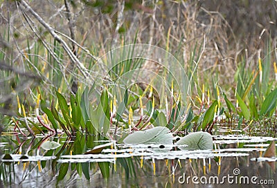 Golden Club Neverwet flowers on Chase Prairie in Okefenokee National Wildlife Refuge, Georgia USA Stock Photo