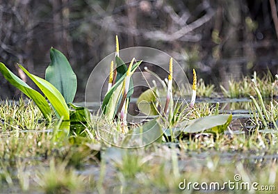 Golden Club Neverwet plant with flowers in the swamp Stock Photo