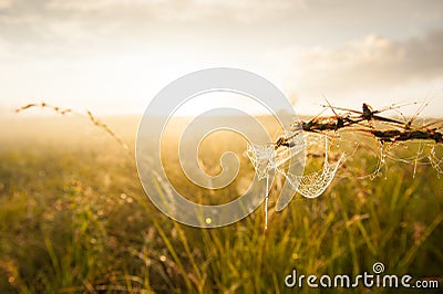 Golden cobweb with glistening morning dew in spring season. Stock Photo