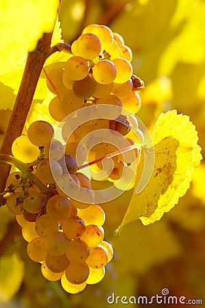 Ripe Yellow Grape In Vineyard In Autumn Stock Photo