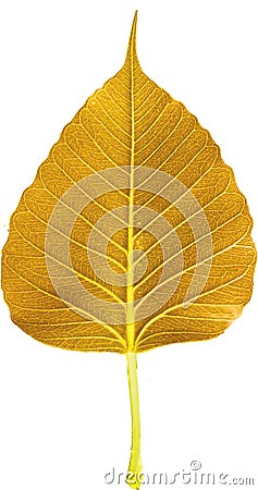 Golden colored Ficus religiosa leaf Stock Photo