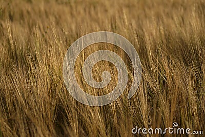 Golden colored wheat in the fields landscape background Stock Photo