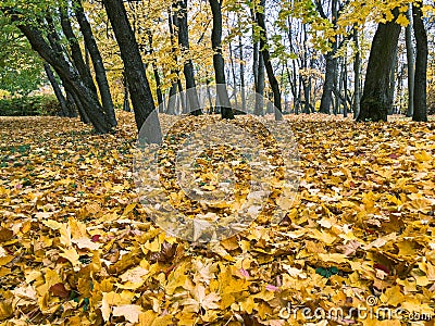 Golden colorful park trees and fallen autumn leaves on the ground Stock Photo