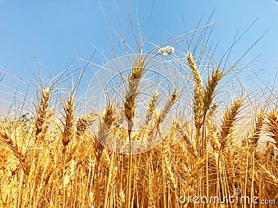 Golden colour wheat crops in a field Stock Photo