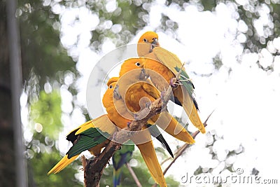 Golden conure (Guaruba guarouba), ararajuba, guaruba, Queen of Bavaria conure, golden parakeet, Bio Parque Stock Photo