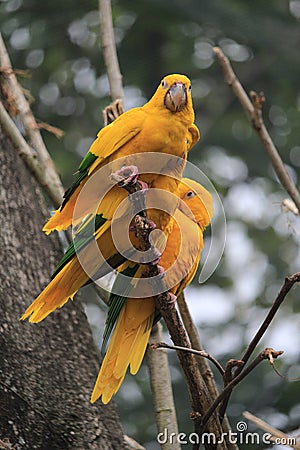 Golden conure (Guaruba guarouba), ararajuba, guaruba, Queen of Bavaria conure, tropical bird species Stock Photo