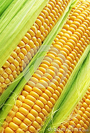 Golden corn Stock Photo