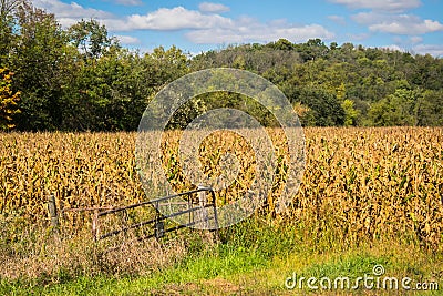 Golden Corn Crops and Geen Trees Stock Photo