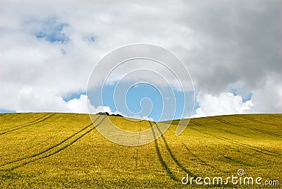 Golden corn field Stock Photo