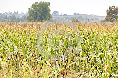 Golden corn field with bountiful crop ready to harvest in autumn Stock Photo