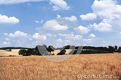 Golden corn fields in summer Stock Photo