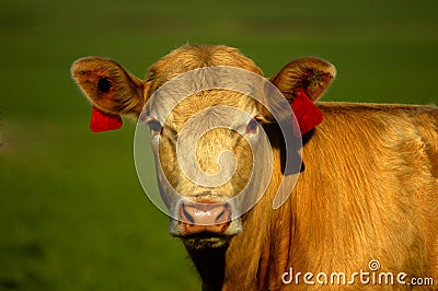 Golden Cow Stock Photo