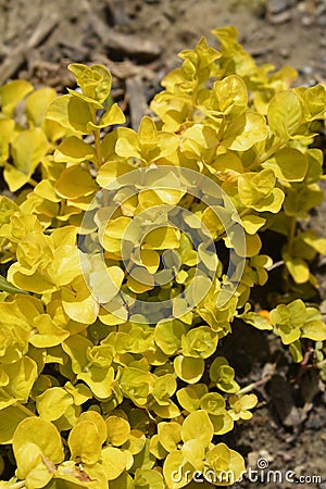 Golden Creeping Jenny Stock Photo