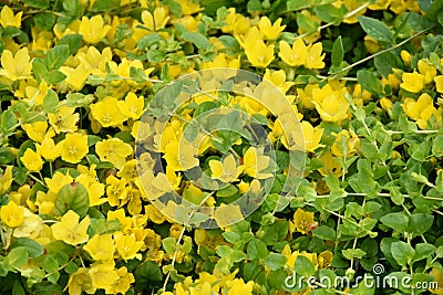 Lysimachia nummularia Golden creeping Jenny Stock Photo