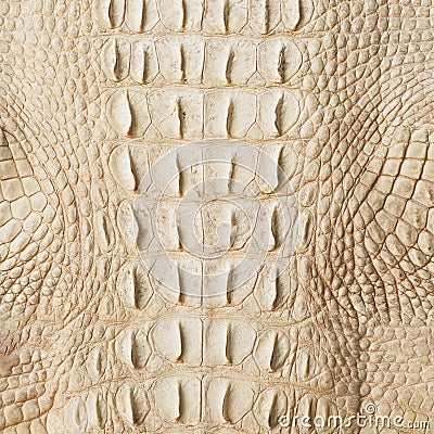 Golden crocodile skin texture closeup fashion Stock Photo