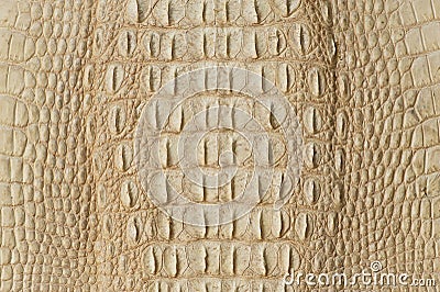 Golden crocodile skin texture closeup fashion Stock Photo