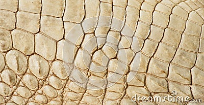 Golden crocodile skin texture closeup fashion Stock Photo