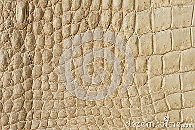 Golden crocodile skin texture closeup fashion Stock Photo