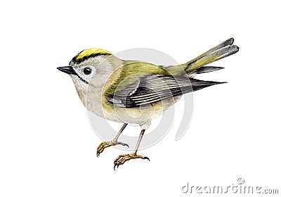 Golden-crowned kinglet bird watercolor illustration. Hand drawn realistic small forest songbird. Regulus regulus Cartoon Illustration