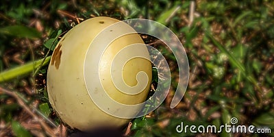 Golden cucumber which is ripe and ready to be eaten and made into juice Stock Photo