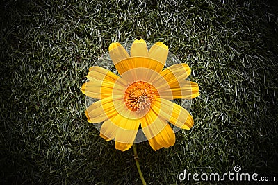 Golden daisy bush Stock Photo