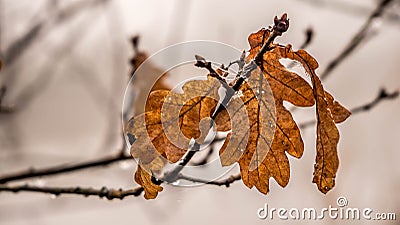 Golden dead oak leaves Stock Photo