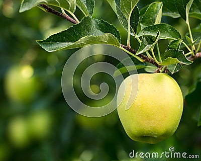 Golden delicious apple hanging on tree Stock Photo