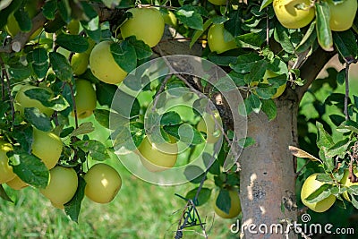 Golden Delicious Apple tree with many ripe fruits on sunny day Stock Photo
