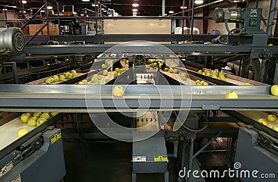 Golden Delicious Apples on conveyor belts in a packing warehouse Stock Photo