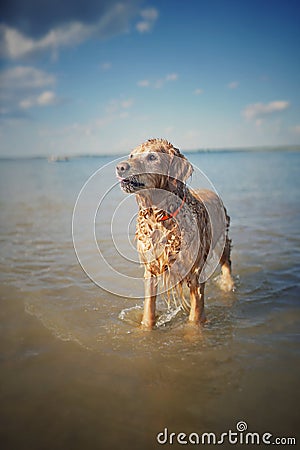 Golden retriver relaxed at river, happy hour Stock Photo