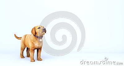 Golden dog puppy with leather collar on white background Stock Photo