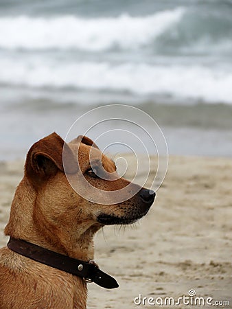 Golden dog Stock Photo