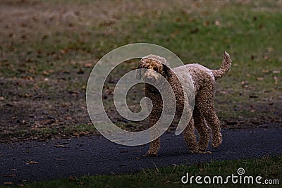 Golden doodle with curly fur walking down a narrow path in a field Stock Photo