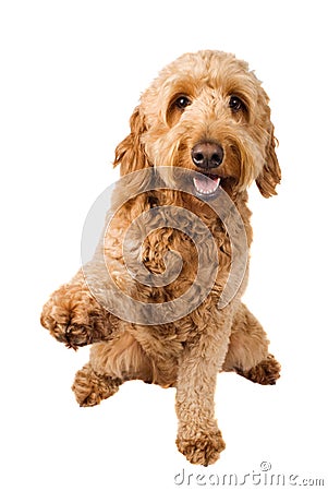 Golden Doodle Dog Stock Photo