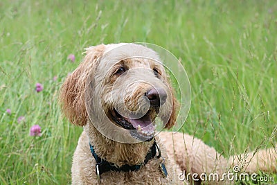 Golden Doodle Lying in a Summer Meadow Stock Photo