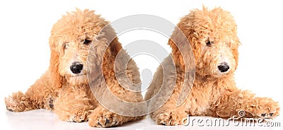 Golden doodle puppies Stock Photo