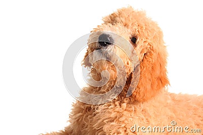 Golden doodle puppy Stock Photo